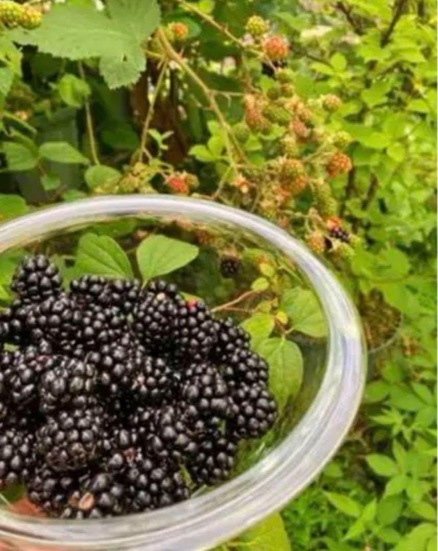 Amazon.co.jp: ブラックベリーの種、たっぷり30粒ちょっと 無農薬